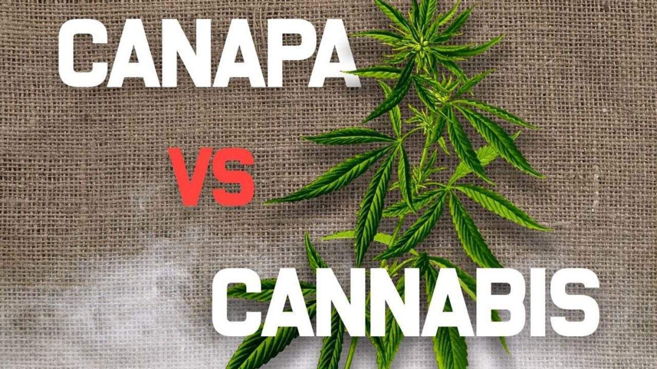La differenza tra CBD di marijuana e quello di canapa light